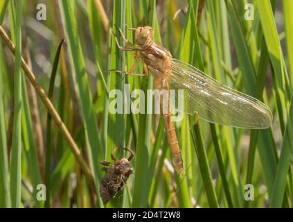 Dragonfly Emerging Stage 4 Banque D'Images