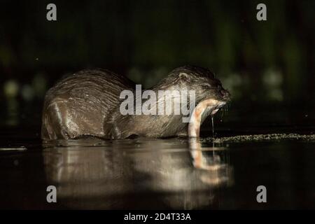 Otter dans la brume Banque D'Images