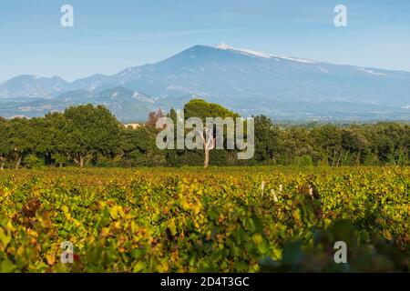 Vue sur le Mont Ventoux depuis le vignoble de Châteauneuf-du-Pape, France Banque D'Images