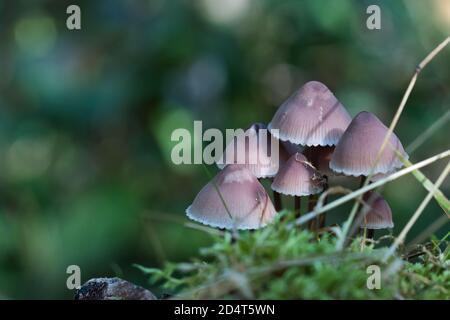 Chapeau de capot en chêne-souche champignons poussant dans le groupe, calottes rouge pâle et brun, mousse verte au premier plan, bokeh flou en arrière-plan de la saison d'automne Banque D'Images