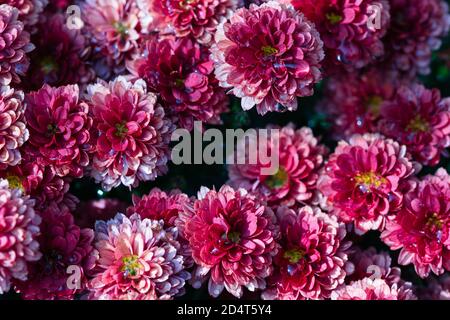Chrysanthème Marguerite fleurs rouges profondes plein cadre gros plan automne fond floral Banque D'Images