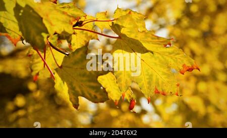Feuilles d'automne. Fond naturel de couleur saisonnière. Banque D'Images