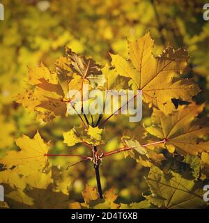 Les feuilles d'automne. Arrière-plan de couleur saisonnière naturelle Banque D'Images