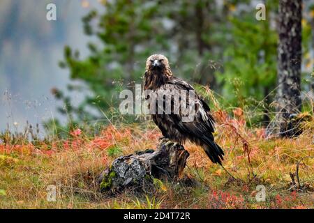 Aigle doré dans la forêt boréale en train de faire une pause. Banque D'Images