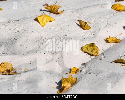 Des feuilles sèches et brûlée sur la plage de l'océan. Feuilles d'automne tombées sur le sable. Arrière-plan naturel Banque D'Images