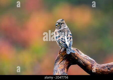 Des couleurs vives sur fond d'automne. Banque D'Images