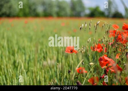 Champ de coquelicots Banque D'Images