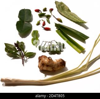 UNE VIE ENCORE D'HERBES THAÏLANDAISES UTILISÉES POUR FAIRE THAÏ CURRY Banque D'Images