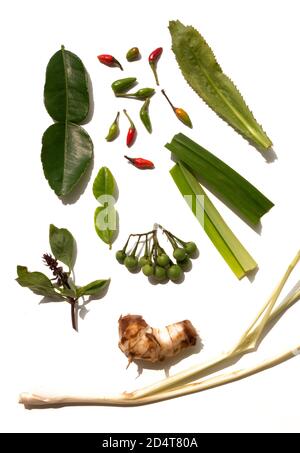 UNE VIE ENCORE D'HERBES THAÏLANDAISES UTILISÉES POUR FAIRE THAÏ CURRY Banque D'Images