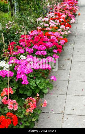 Chemin de jardin fleurs ornementales en pots geraniums juillet Banque D'Images