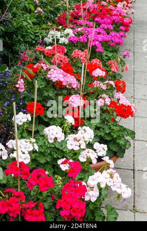 Jardin pots fleurs chemin Géranium bordure en juillet fleurs Pelargoniums colorés Banque D'Images