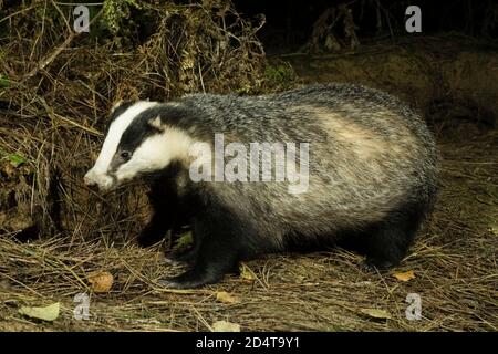 La vache sauvage Badger (Meles meles) debout dans la forêt. Forêt de Hemsted près de Cranbrooke Kent. 28.10.06. Banque D'Images