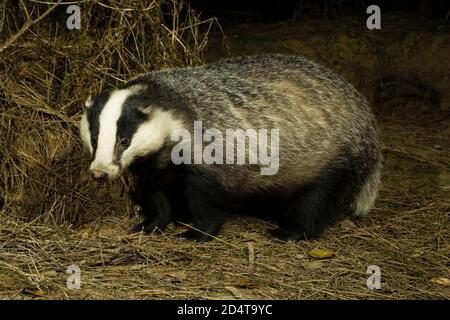 La vache sauvage Badger (Meles meles) debout dans la forêt. Forêt de Hemsted près de Cranbrooke Kent. 08.11.06 Banque D'Images