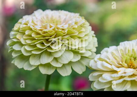 Gros plan sur les fleurs blanches de Zinnia elegans Banque D'Images