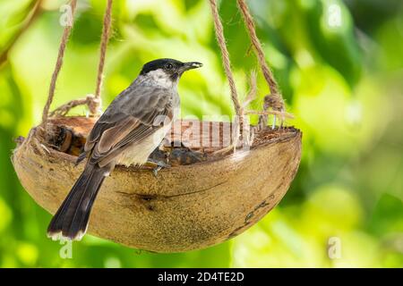 Bulbul à tête sucette mangeant de la viande de banane provenant d'un panier de fruits à coque de noix de coco Banque D'Images