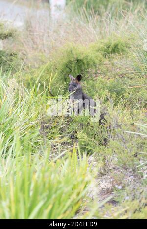 Un wallaby de marais femelle (Wallabia bicolor) se nourrit de graminées indigènes dans le Bush de Sydney. Malgré sa coloration foncée, le marsupial de macropod se mélange bien Banque D'Images