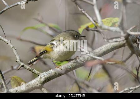 Couronne rubis (Regulus calendula) femme perchée dans un arbre où elle mangeait des insectes Banque D'Images