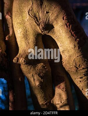 Tronc d'arbre ronlé sous forme humaine Banque D'Images