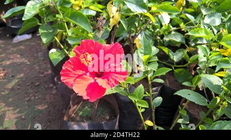 Vue rapprochée de l'hibiscus ou de la fleur de rosemallow Banque D'Images