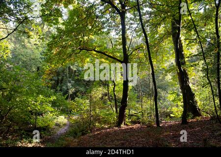 Couleurs d'automne dans les bois sur le parc national de Lickey Hill près de Birmingham, Angleterre. Banque D'Images