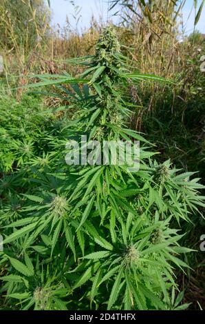 Femelle de cannabis buisson croissant dans le champ, bourgeons floraison Banque D'Images