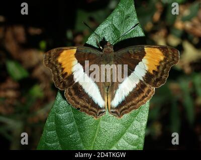 Papillon symétrique dans les forêts du Brésil Banque D'Images