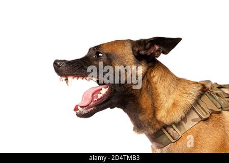 Chien malinois belge en face d'un fond blanc Banque D'Images