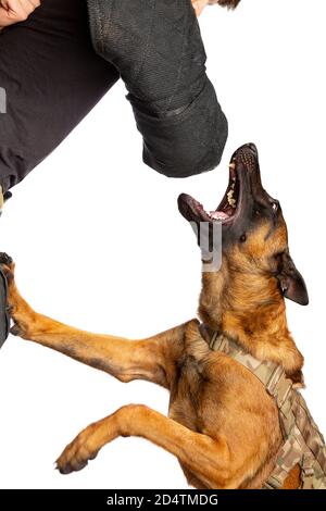 Dressage de chien attaquant avec un chien belge Malinois à avant d'un arrière-plan blanc Banque D'Images