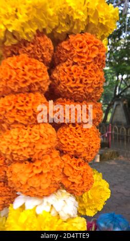 vue panoramique sur les fleurs colorées de tagetes Banque D'Images