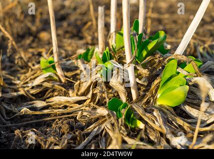 Les premières pousses de ciboulette au début du printemps par jour ensoleillé. La fin de l'hiver, début du printemps. Vue rapprochée. Mise au point sélective. Banque D'Images