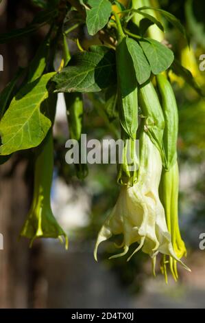 Datura metel, Indian Thornapple, Hindu Datura ou Devil's Trumpet, une plante vivace ressemblant à un arbuste dans un jardin en Sicile Banque D'Images