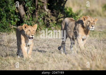 Oursons de Lion (Panthera leo) dans le Mara Masaai du Kenya Banque D'Images