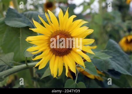 Le tournesol fleuris dans le champ en été Banque D'Images