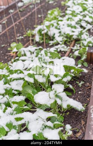 Bok choy asiatique originaire du pays sur le jardin de l'arrière-cour avec de la neige couverte à Dallas, Texas, États-Unis Banque D'Images