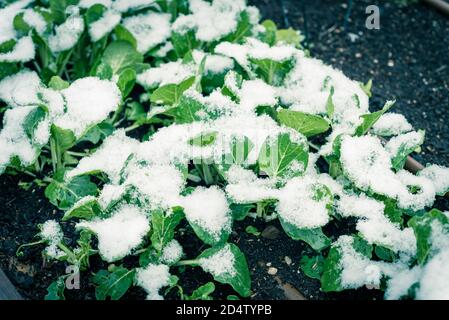 Bok choy asiatique originaire du pays sur le jardin de l'arrière-cour avec de la neige couverte à Dallas, Texas, États-Unis Banque D'Images