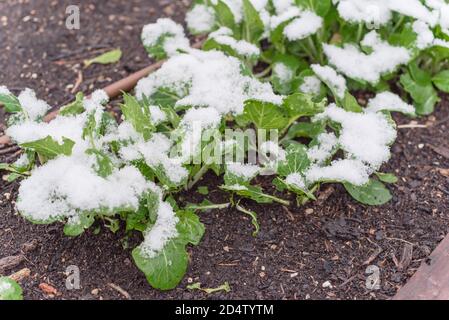 Bok choy asiatique originaire du pays sur le jardin de l'arrière-cour avec de la neige couverte à Dallas, Texas, États-Unis Banque D'Images