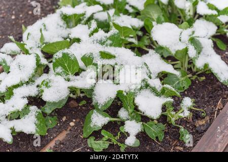 Jardin à lit surélevé avec système d'irrigation et bok choy asiatique dans la neige couverte près de Dallas, Texas, États-Unis Banque D'Images