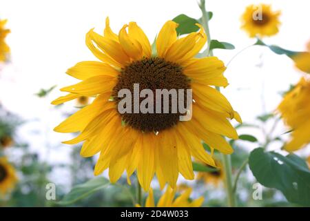 Le tournesol fleurit dans le jardin de Sunflowers Banque D'Images