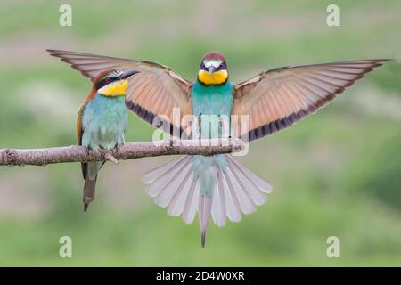 Couple européen d'apiculteurs (Merops apiaster), Italie Banque D'Images