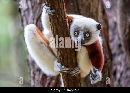 Sifaka (Propithecus coquereli) de Coquerel, Andasibe, Madagascar Banque D'Images