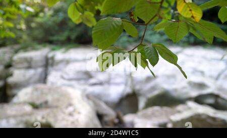 Canyon de roche blanche. Sotchi. Région de Krasnodar. Russie Banque D'Images