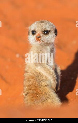 Chien sentinelle Meerkat sur sable rouge (Suricata suricata), désert de Kalahari, Namibie Banque D'Images