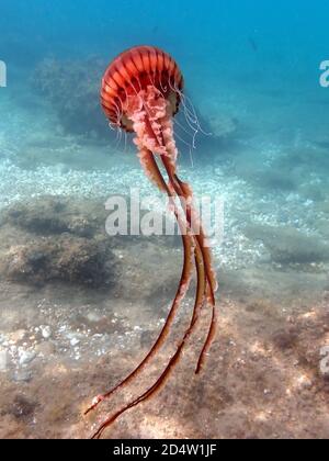 Gros plan d'un méduse de la Couronne dans la mer Banque D'Images