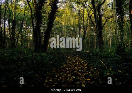 Chemin couvert de feuilles à travers de magnifiques bois le jour de l'automne. Paysage, horizontal, plein cadre, la perspective décroissante du chemin dans les bois. Banque D'Images