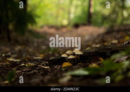 Groupe de champignons sauvages poussant sur une bûche dans les bois. Plein format, mise au point sur le milieu du terrain, photographie de la nature. Banque D'Images