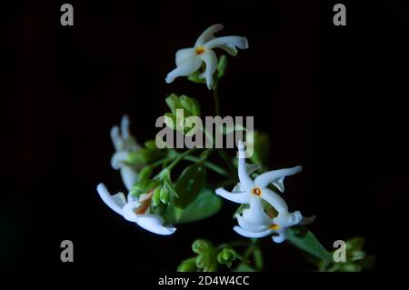 jasmin ou shiuli à floraison nocturne en floraison bengali la nuit Banque D'Images