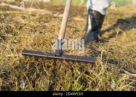 Une femme dans le jardin avec un râteau dans ses mains. Élimine l'herbe morte après l'hiver.personne prenant soin de l'herbe de cour de maison de jardin. Agricole, concept d'équipement de jardinage. Faible profondeur de champ. Banque D'Images