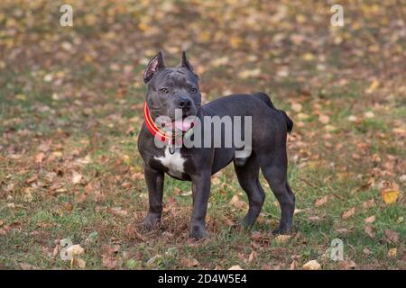 Le chiot américain mignon est debout dans le parc d'automne. Sept mois. Animaux de compagnie. Chien de race. Banque D'Images