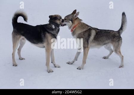 Le joli chien tchécoslovaque wolfak, chiot et chien multibred, joue sur la neige blanche dans le parc d'hiver. Animaux de compagnie. Chien de race. Banque D'Images