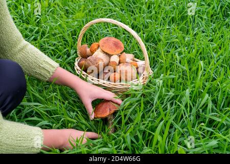 Cueillette de champignons. Les filles caucasiennes les mains en pull tricoté vert couper frais comestibles jeunes champignons boletus edulis couteau de chasse près du panier en osier avec des champignons comestibles sur une pelouse de forêt, gros plan. Boletus de casquette rouge, chasse aux champignons. Espace pour text.moissons Banque D'Images